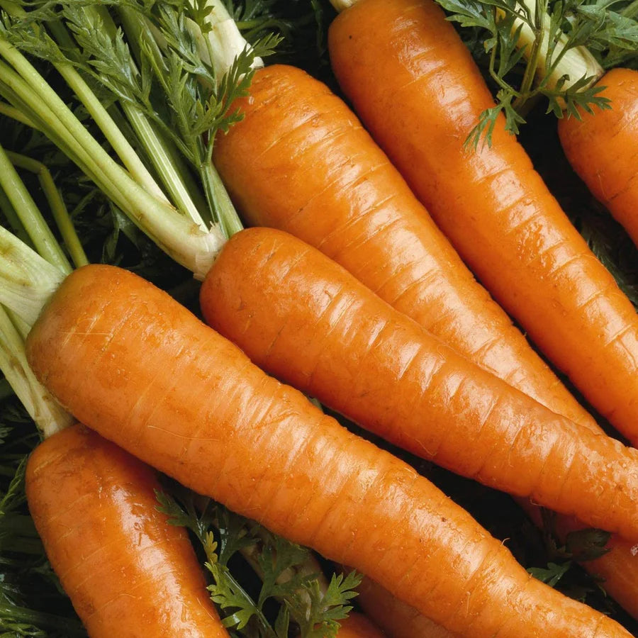 Caravel – Organic Carrot Seed