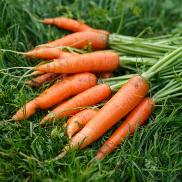 Narvik – Nantes Carrot Seeds