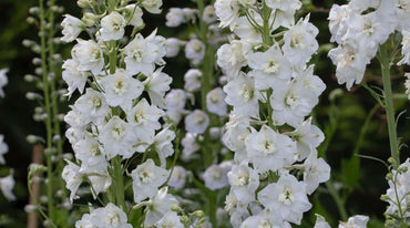 Delphinium- Casablanca