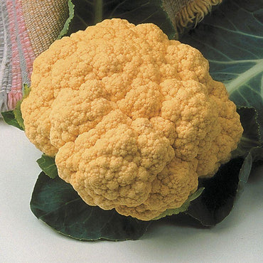 Cauliflower Cheddar Hybrid