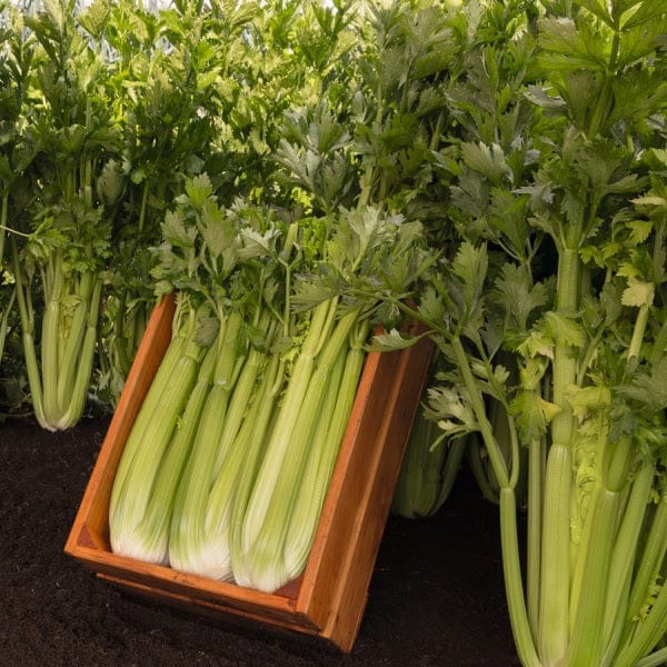Celery Imported Tall Utah Vegetable Seeds