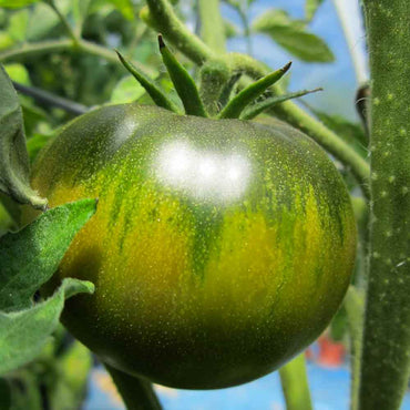 Cherokee Green – Organic Tomato Seed