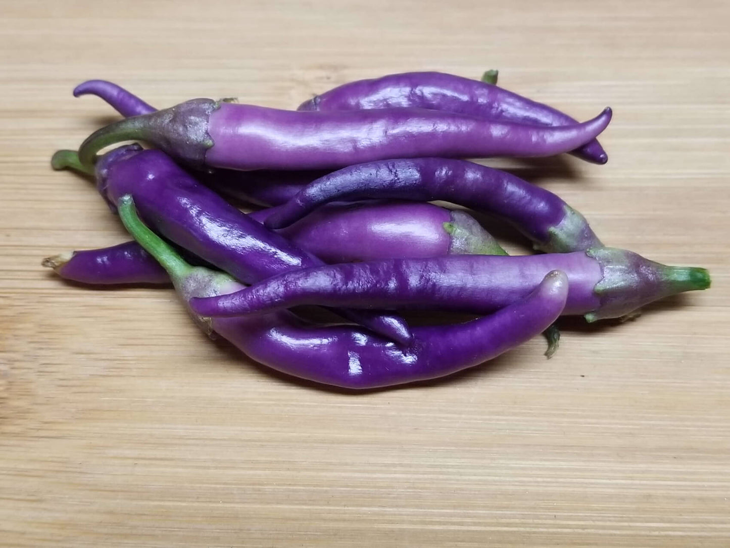 Chilli- Lilac Cayenne