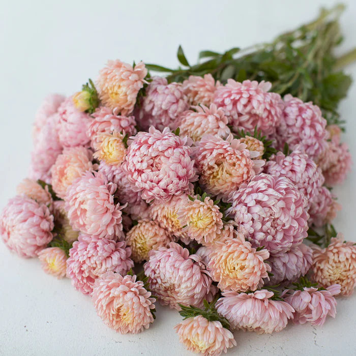 Tower Chamois – China Aster Seed