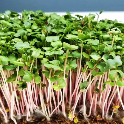 Radish, Red Arrow – Microgreen Seed
