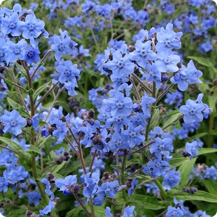 Chinese Forget-Me-Not – Cynoglossum Seed