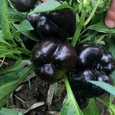 Chocolate Black Pepper 4 Seasons Pepper Garden Terrace Potted Ve