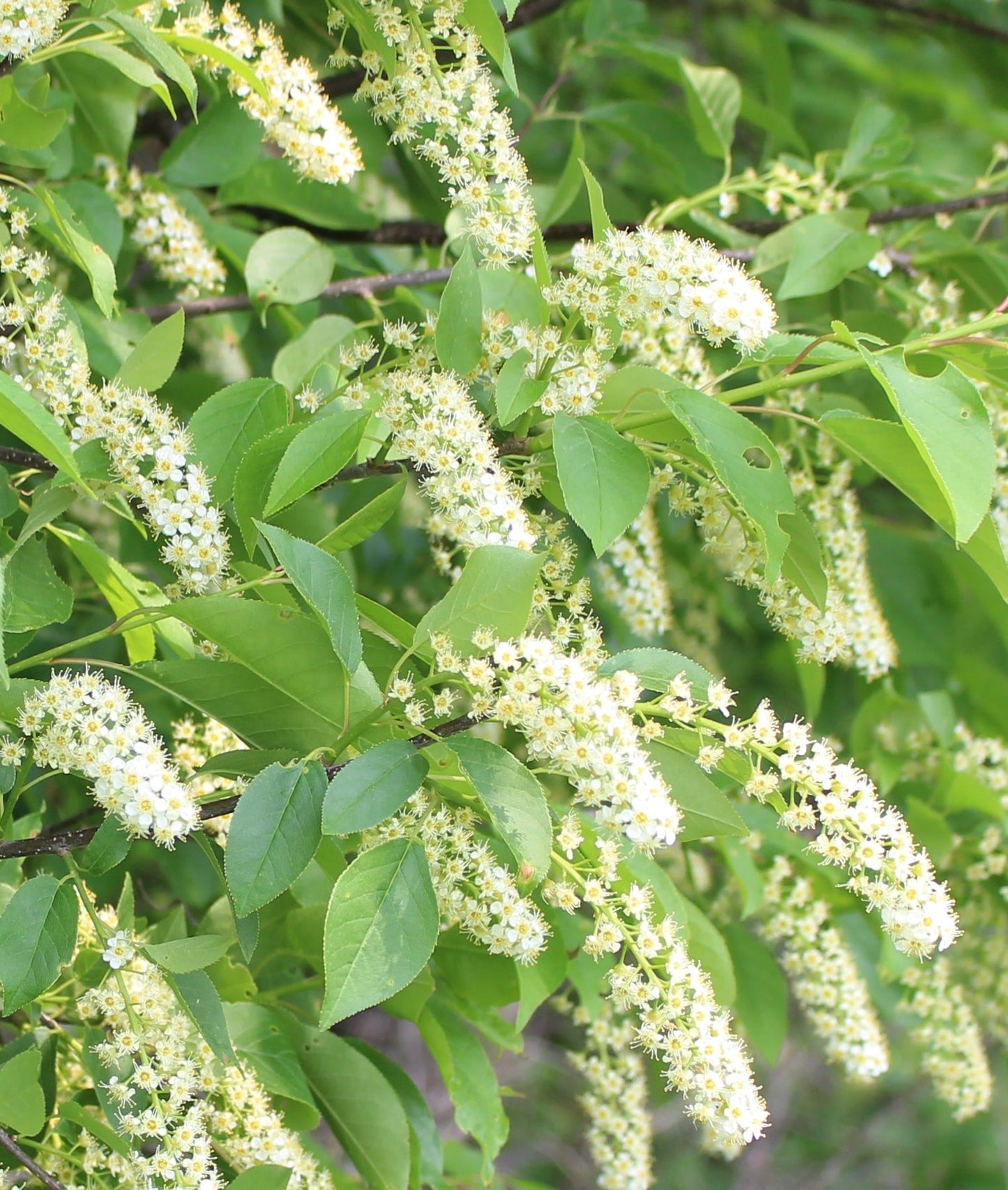 Heirloom Non-GMO Verbena Chokecherry Flower Seeds for Planting – Pollinator-Friendly Blooms - Non-GMO for planting in home garden