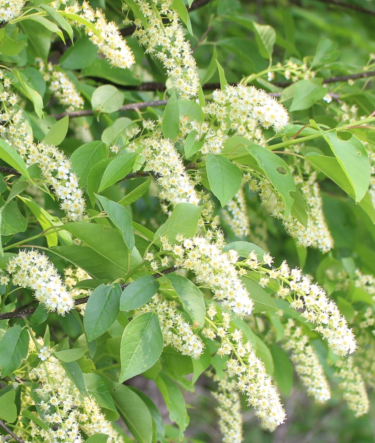 Heirloom Non-GMO Verbena Chokecherry Flower Seeds for Planting – Pollinator-Friendly Blooms