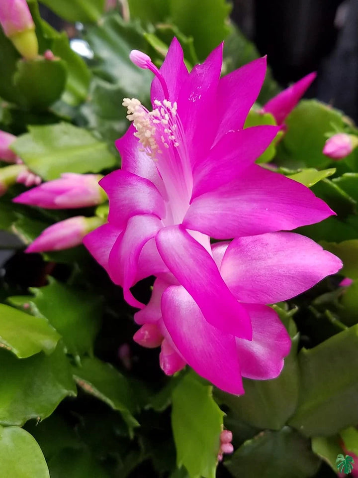 Heirloom Non-GMO Schlumbergera Flower Seeds | Rosy Christmas Cactus Blooms for Indoor Pots