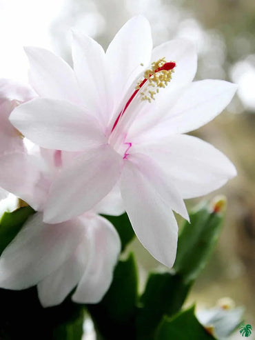 White Zygocactus Truncatus Flower Seeds for Planting - Non-GMO, Heirloom Garden Seeds