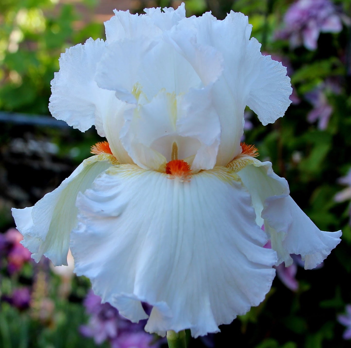 Catch A Star Bearded Iris Seeds