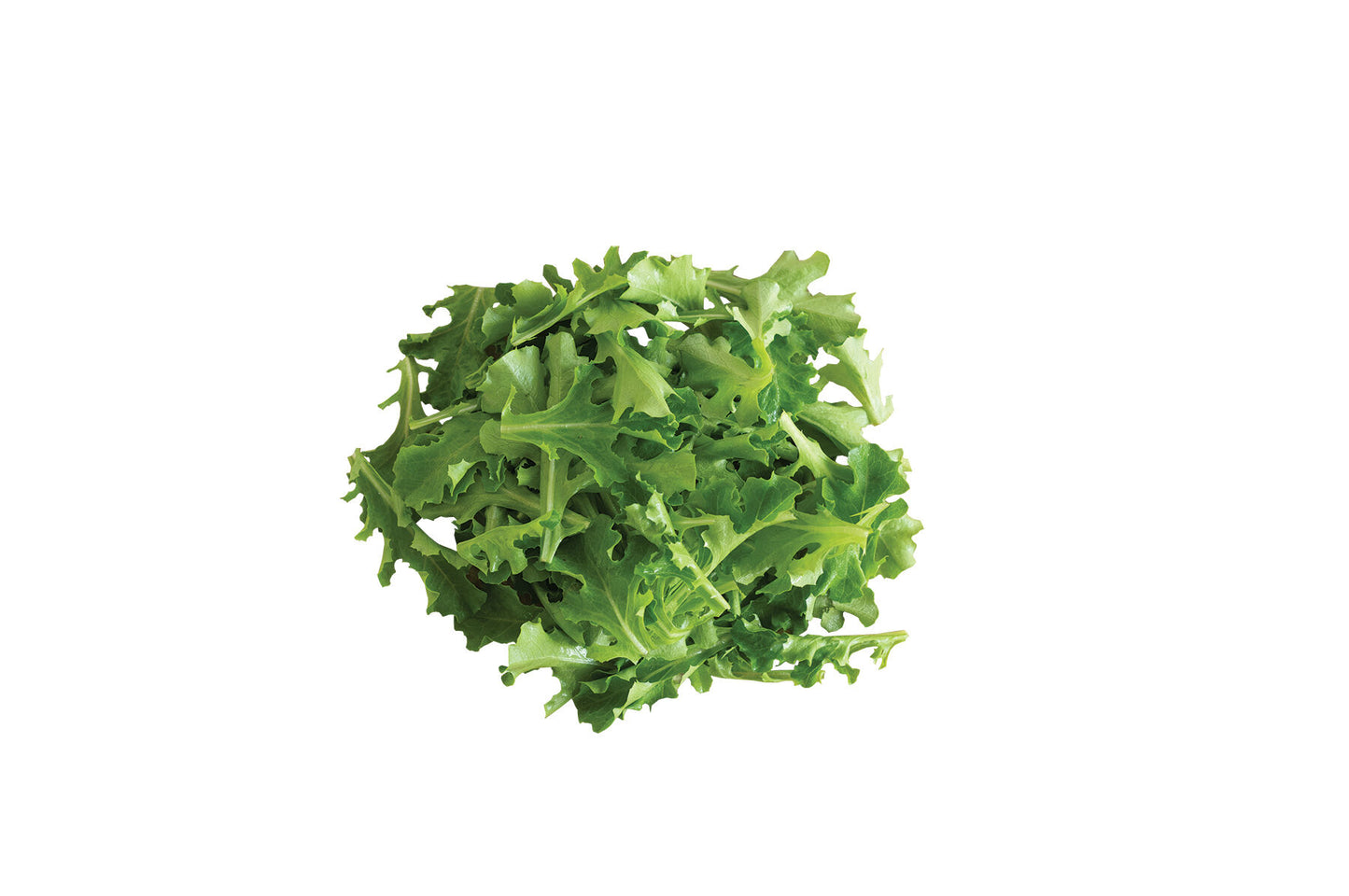 Clearwater – Organic Lettuce Seed