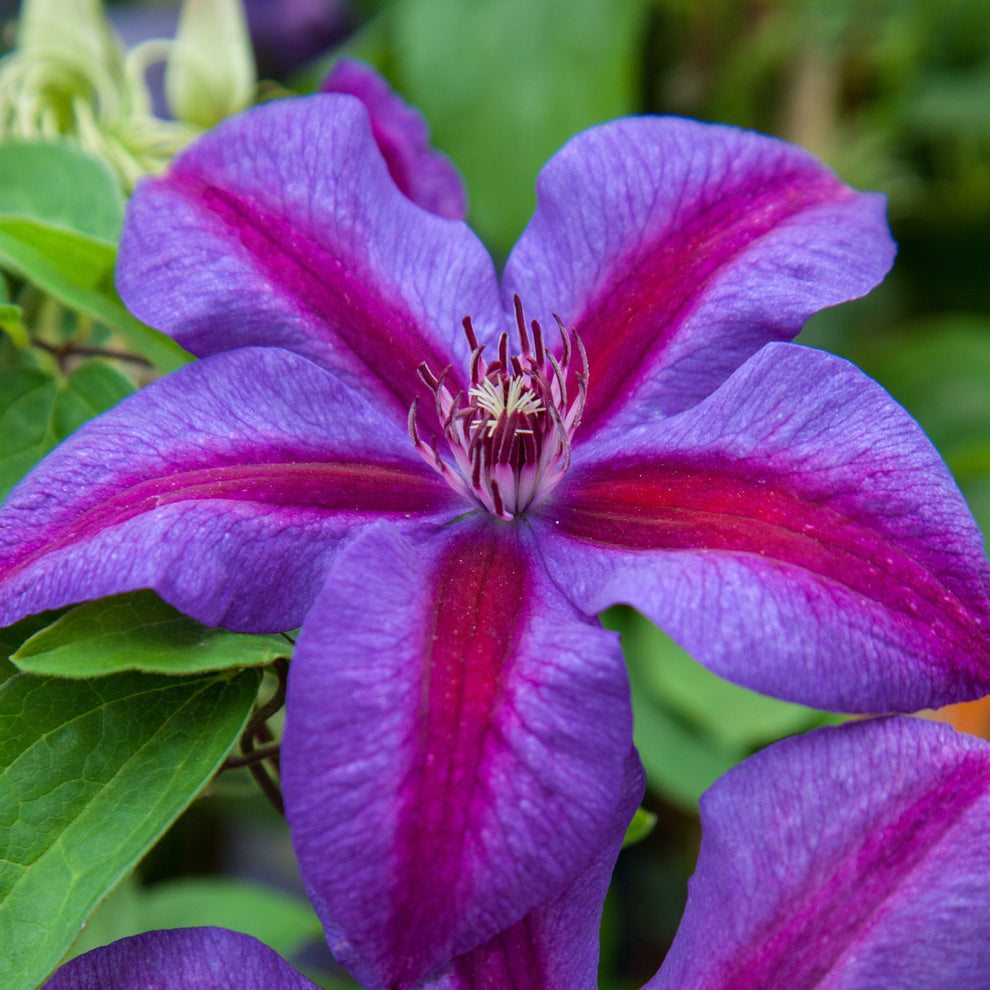 Heirloom Non-GMO Pink Violet Clematis Flower Seeds for Garden Planting – Climbing Blooms