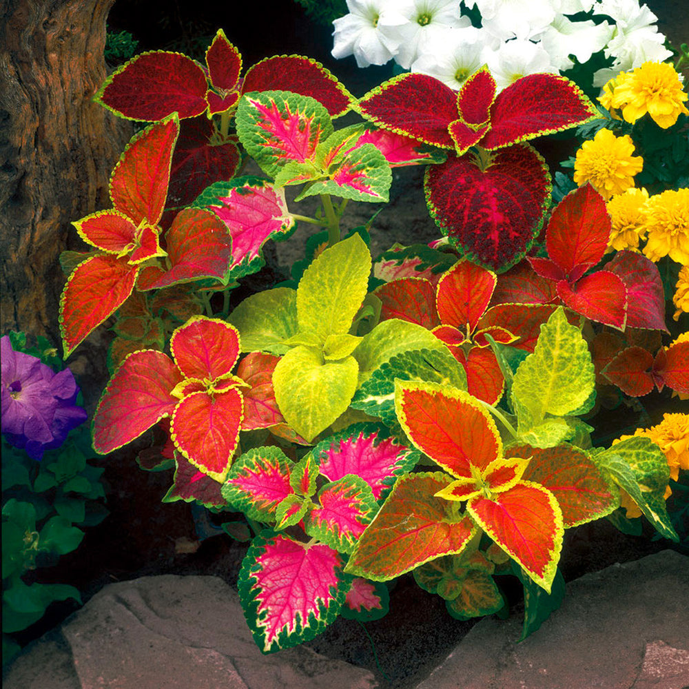 Heirloom Mixed Color Coleus Flower Seeds for Planting – Non-GMO, Vibrant Ornamental Foliage Variety