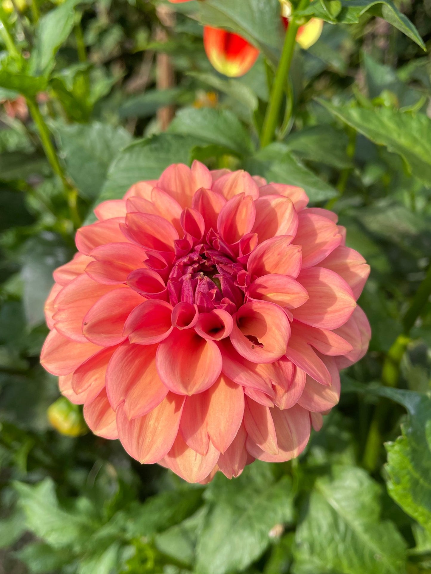 Dahlia- Lady Ice (Tuber)