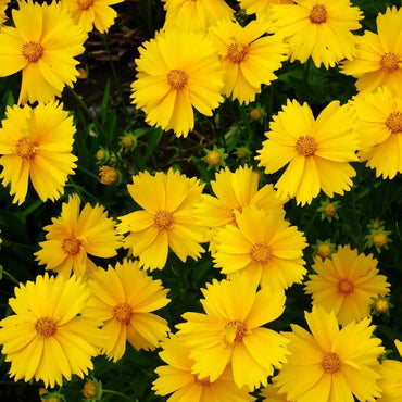 Coreopsis- Mayfield Giants