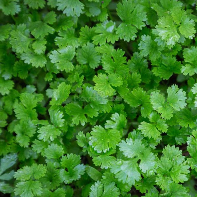 Coriander Kalmi Vegetable Seeds