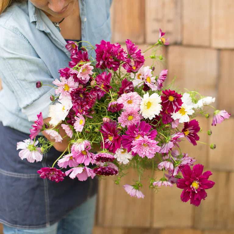 Double Click Mix – Cosmos Seed