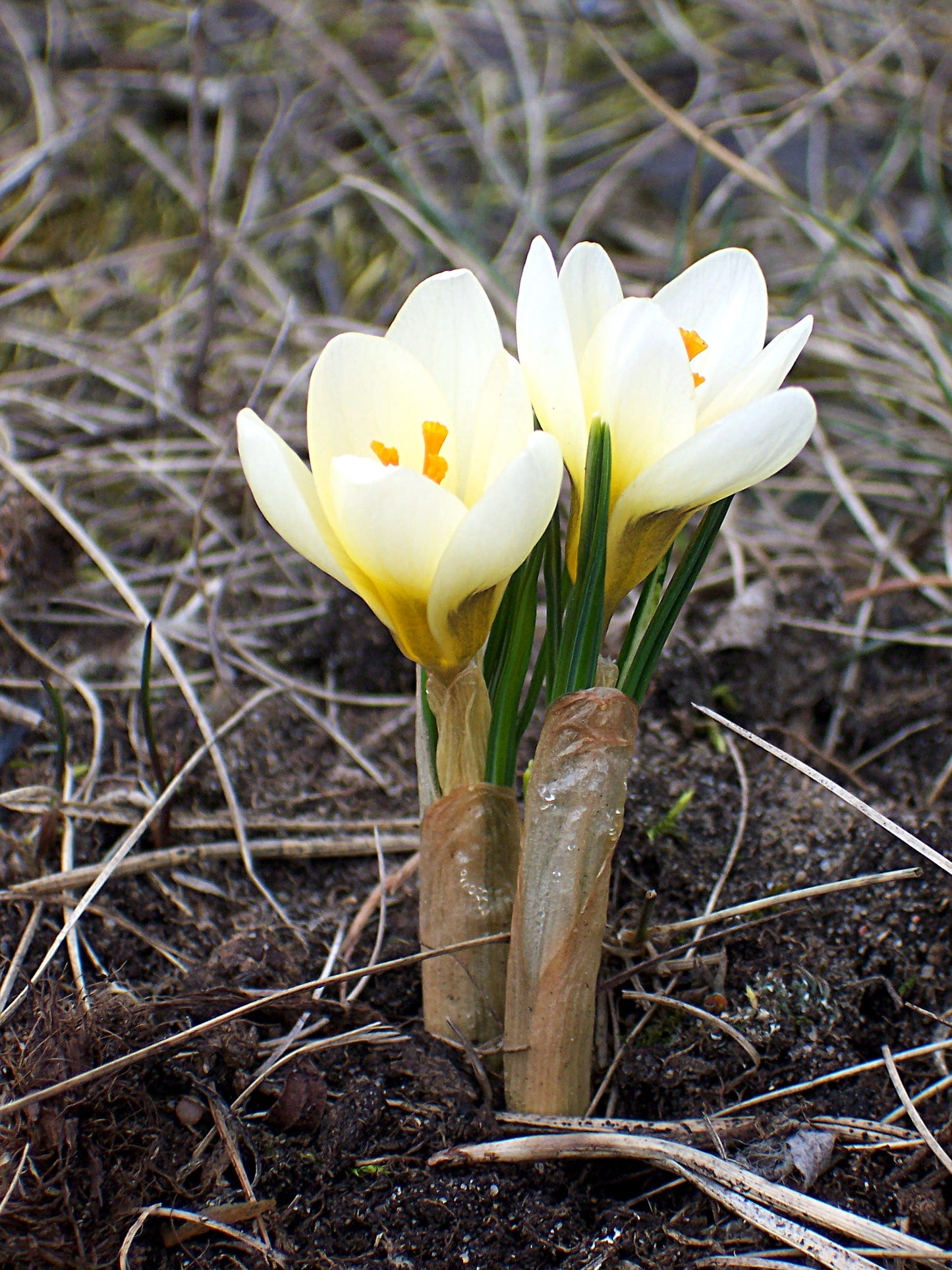 Snow Crocus- Cream Beauty
