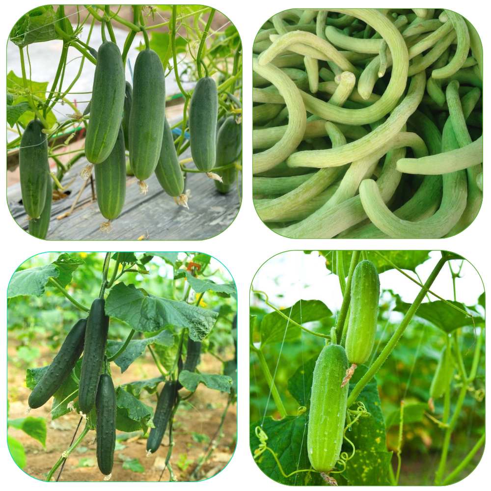 Mixed cucumber Cucumis sativus seeds for planting in vegetable patch