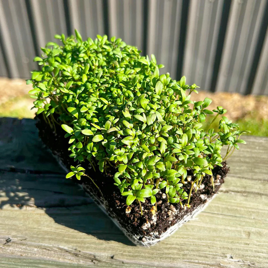 Cress, Cressida – Organic Microgreen Seed