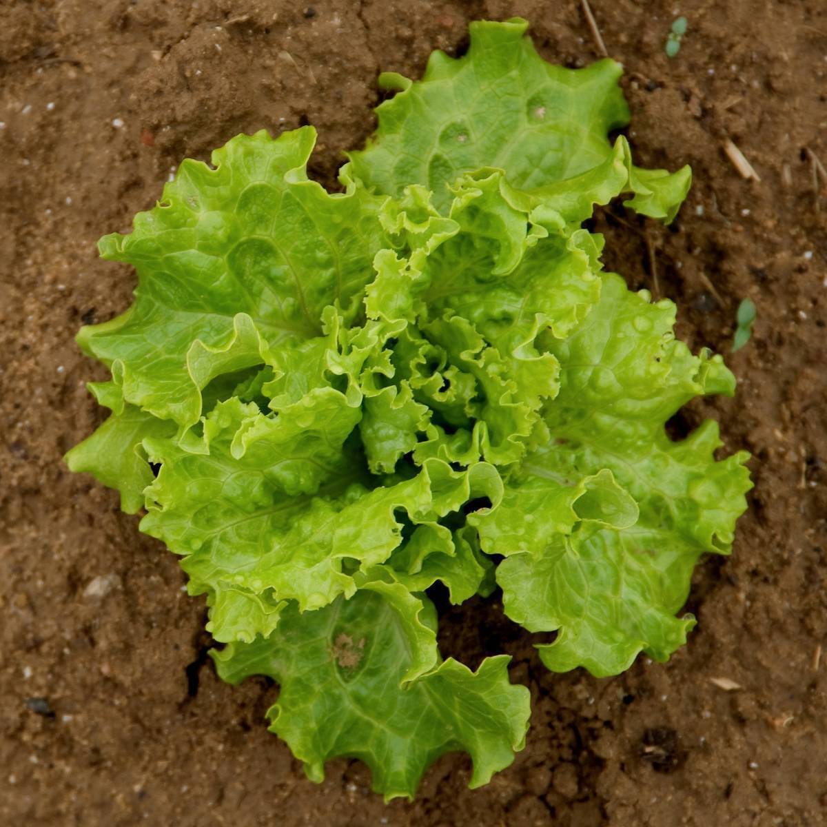Green Saladbowl – Organic Lettuce Seed