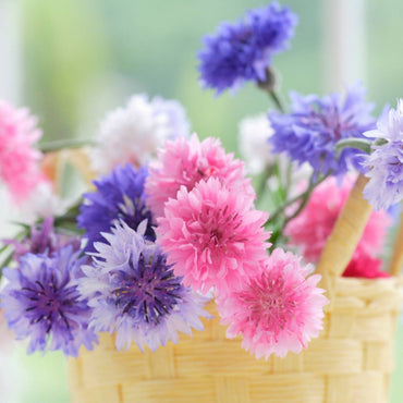 Cornflower- Tom Pouce Mix