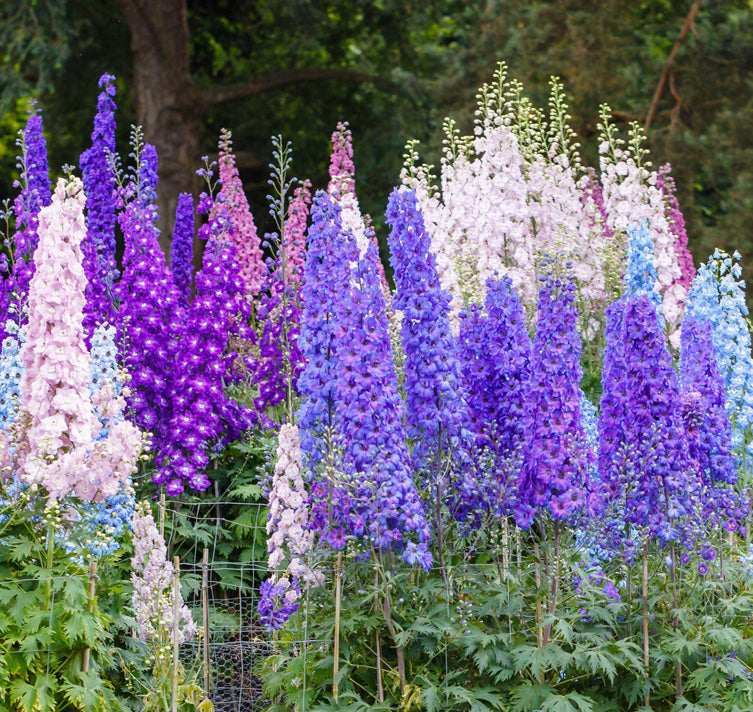 Double-flowered Delphinium Seeds