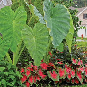 Heirloom Non-GMO Florida Caladium Plant Seeds for Planting – Colorful Foliage for Shaded Gardens