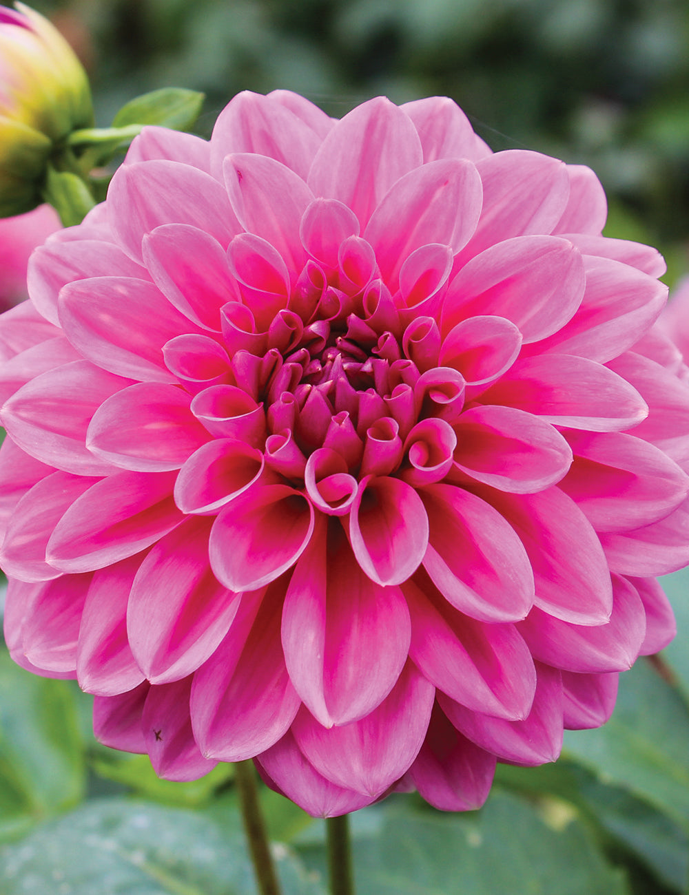 Dahlia- Pink Show (Tuber)