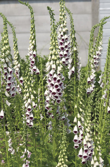 Pam’s Choice – Digitalis Seed