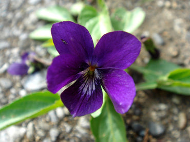 Viola Yedoensis Flower Seeds – Heirloom, Non-GMO Flower Seeds for Planting