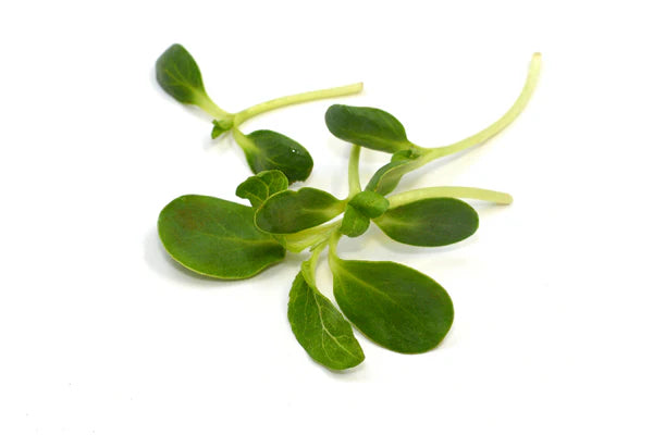 Shungiku Broadleaf – Microgreen Seed