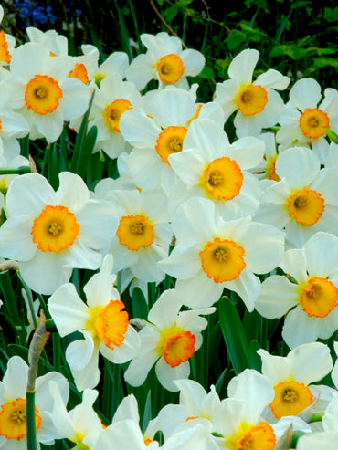 Yellow & White Daffodils Flower Seeds for Planting – Heirloom, Non-GMO Seeds