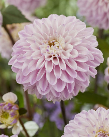 Espacio Dahlia