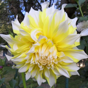 Grand Prix Dahlia