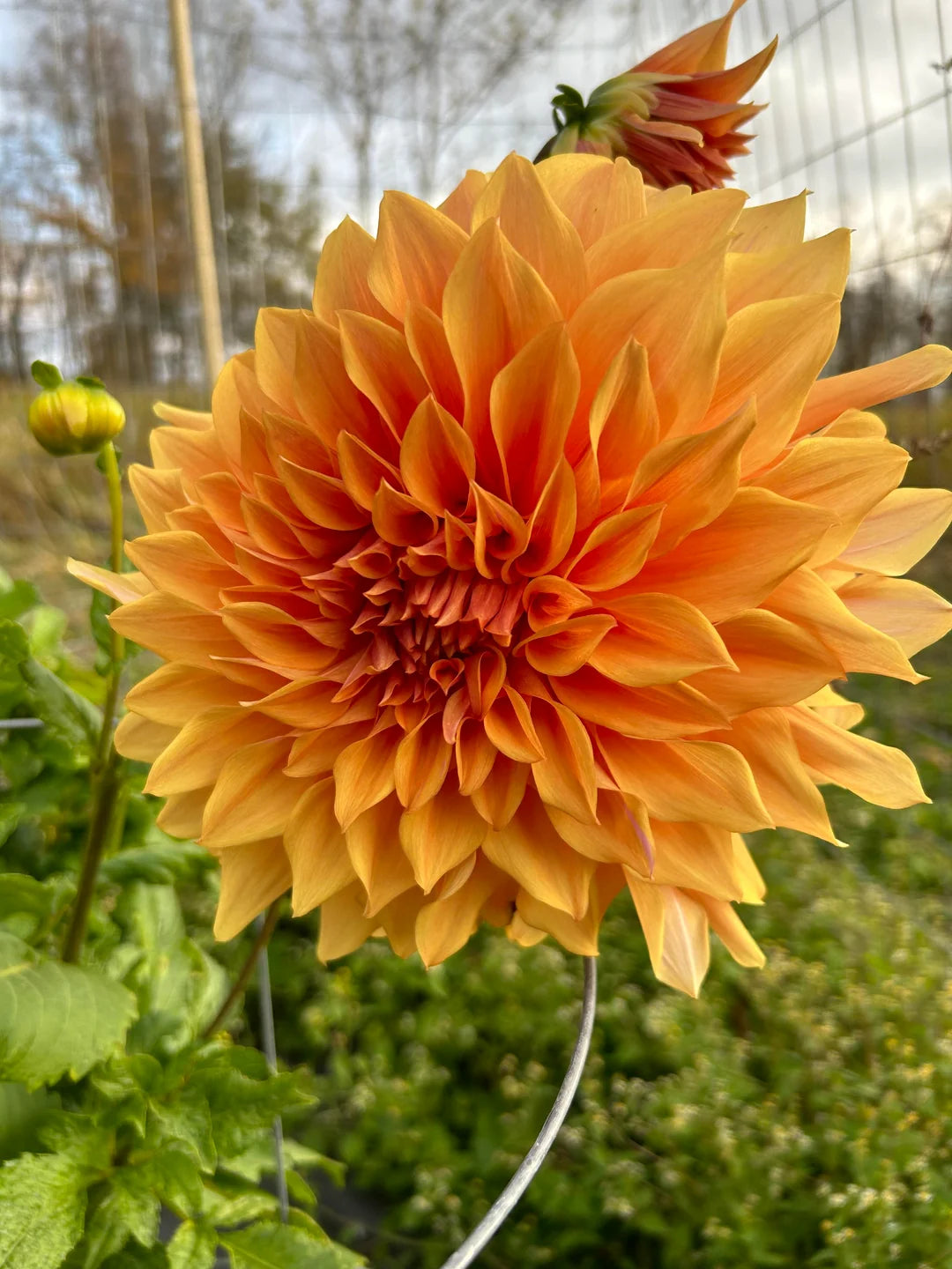 Hercules Dahlia