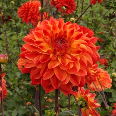 Kees Verkade Dahlia