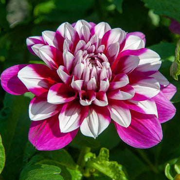 Patches Dahlia