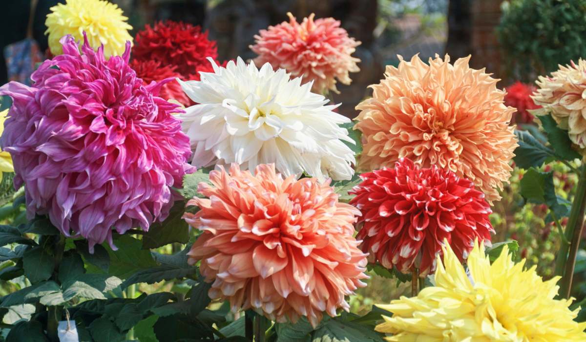 Giant Ball Dahlia Mixture