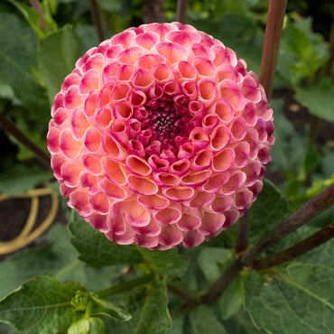 Heirloom Dahlia 'Burlesca' - Mini Ball Flower Seeds for Planting - Non-GMO Garden Seeds