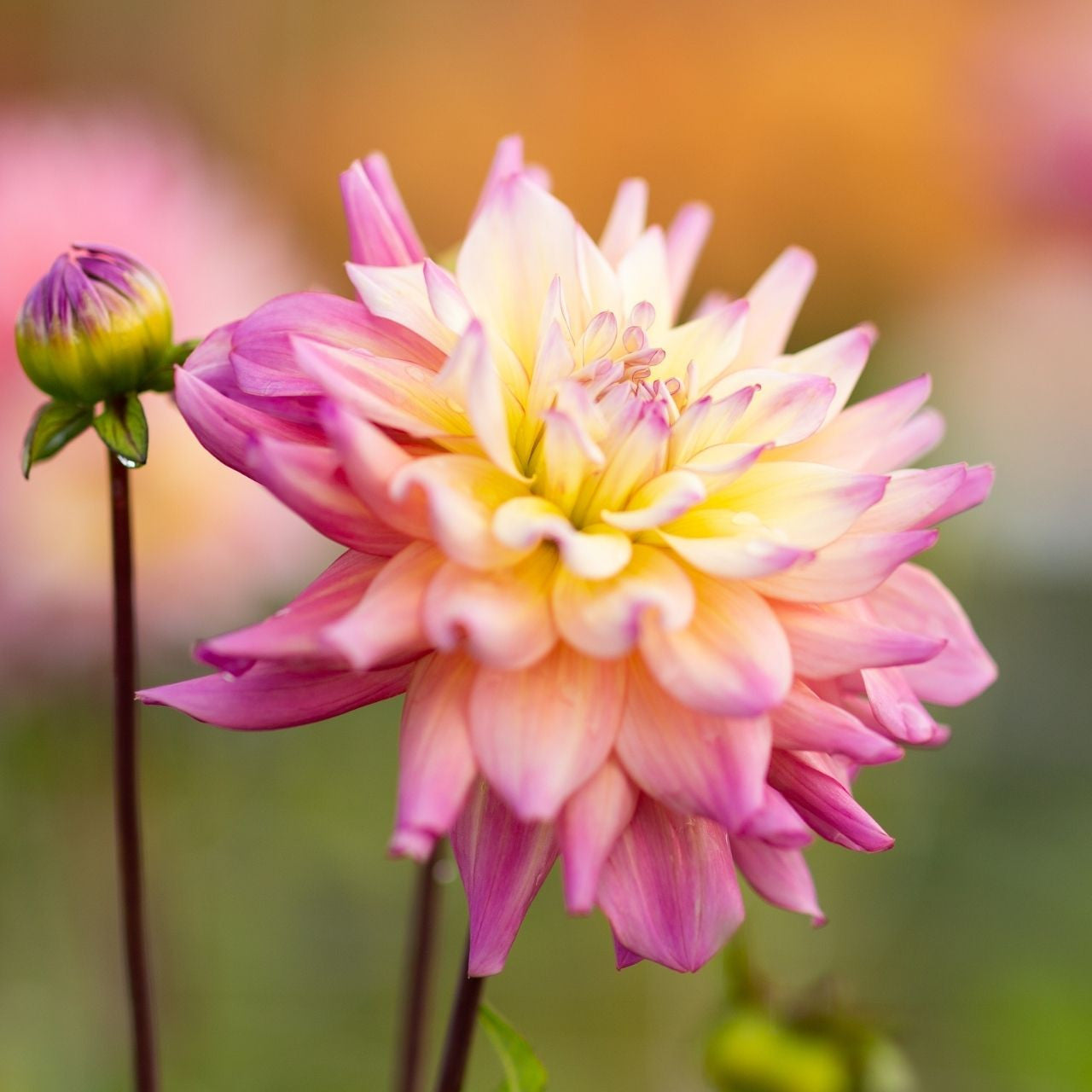 Bahama Mama Dahlia