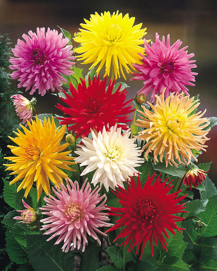 Cactus Dahlias Mixed Flower Seeds for Planting -heirloom and Non-GMO garden seeds