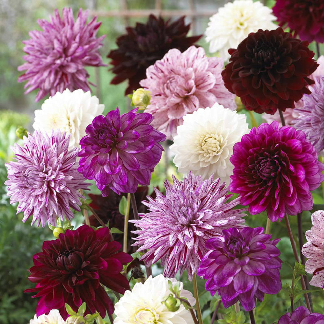 Pastel Promenade Dahlia Mixture