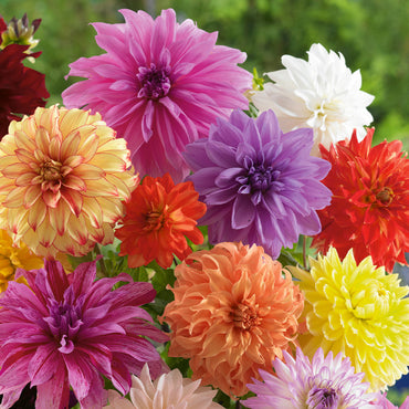 Summer to Frost Dahlia Mixture