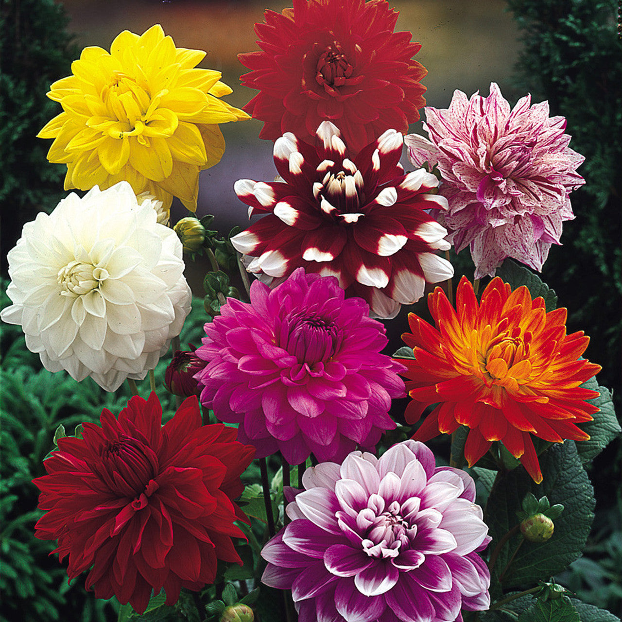 Summer to Frost Dahlia Mixture