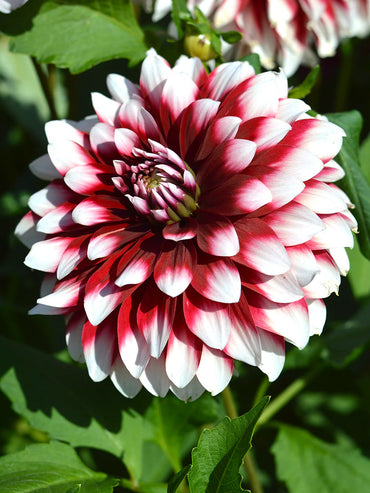 Splash of Summer Dahlia Duet