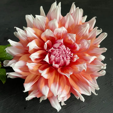 Holland Festival Dahlia