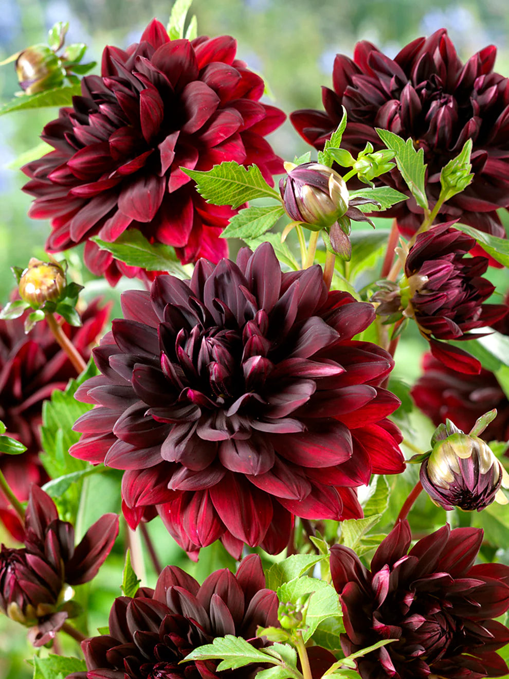 Sam Hopkins Dahlia